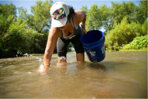 Clamming for Asiatic clams in the Verde River in Arizona